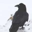 avatar probably not khya