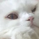 ihatedaph