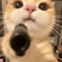 chaton259