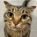 jafyboii