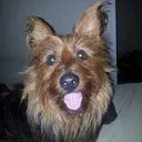 mr.stardog