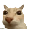iamfuzzi