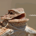 rustee420