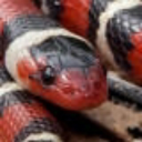 avatar 3.18.21.14.3.8.25//{=}