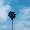 imapleleaf