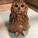 delightfulowl5096