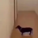 .1xd1