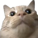 nalzul