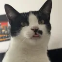 daltonthedev