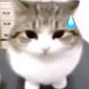 iloveroguefortcookie