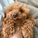 avatar Cinnamon Toast Crunch