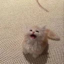 vomnmmmm