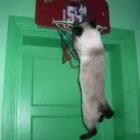 ballincat44alt