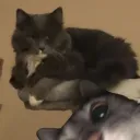 .bean.69