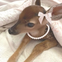 avatar 𝓂𝒶𝓀𝒾. ˖ ۶ৎ ⊹