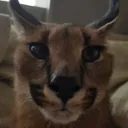 floppafachero9650