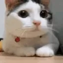 jesssehhhh