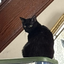 avatar CheeseDecimus