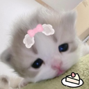 avatar 예민한 고양이
