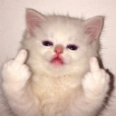 avatar 예민한 고양이