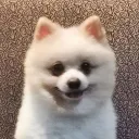 mallowsthepomeranian