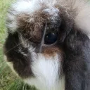 budgietipper