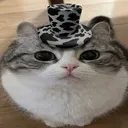 oakoatsoup