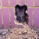 .prissycat