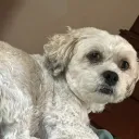 obesebird