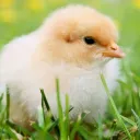 corporal.chicken