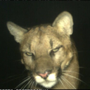 avatar Canomalozinyo