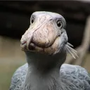 ariafungus