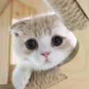 mr.discobulalo