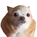 yukarithealpaca avatar