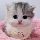 cuwddle avatar