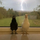 avatar BENJAMIN NATENYAHU