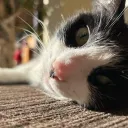 themadcat_
