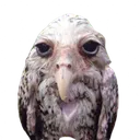 imemmo