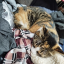 avatar akıllı.bıdık