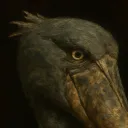 neeple