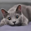 paulhuang6418 avatar