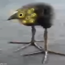avatar big birb
