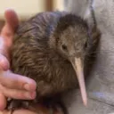 kiwi.bird2