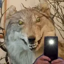 zeethehyena