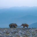 avatar glamorouslake