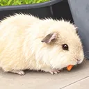 ozducky1234