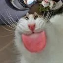 Аватар detectiveponchick