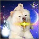 zachytimmy