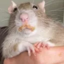 zeeplle