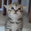 pipacateu